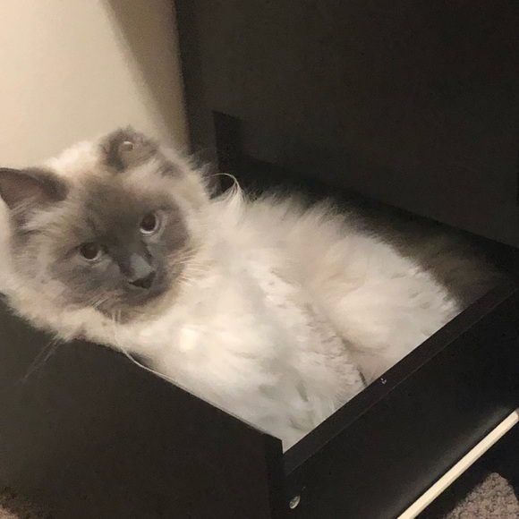 Meet your Posher, Mallory - Picture 1 of 1